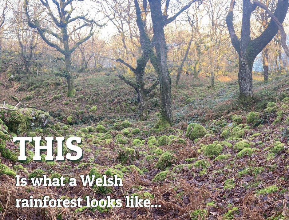 PlantlifeCymru's tweet photo. Our #temperaterainforests deliver a huge range of ecosystem services which are of massive environmental, economic, and cultural importance to us.

This is why Plantlife are working to #protect and #restore these precious ecosystems. 👉https://t.co/wEkNLHdJ5B

#WorldRainforestDay https://t.co/MMOHbxMftN