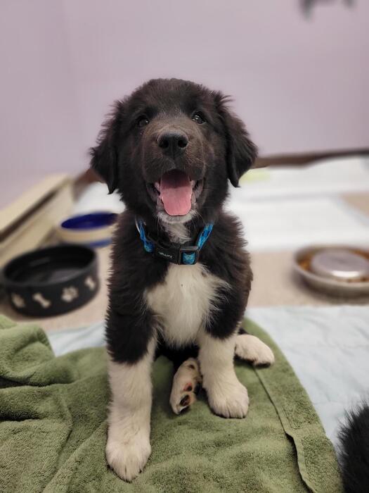 Meet Oxford! Oxford is a sweet pup in search of his fur-ever home. ❤ He came to the BC SPCA with his puppy siblings and would love to go to a home ready to take in a puppy. Learn more about this sweet boy at bit.ly/43HFJ70 #princegeorgebc