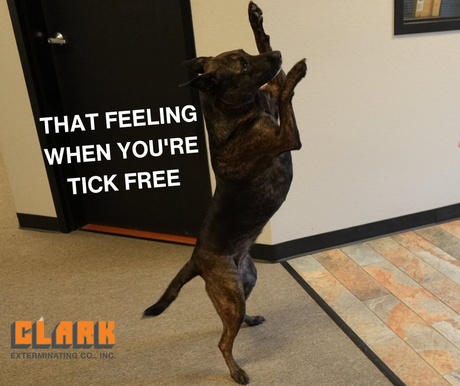 mybugproblem's tweet image. We&apos;re in the midst of tick season, y&apos;all. So don&apos;t delay, call Clark Exterminating today. 
Our services are designed to provide quick and effective relief from fleas and ticks, taking away the stress of worrying about what might be in your home, or worse, on your pets.