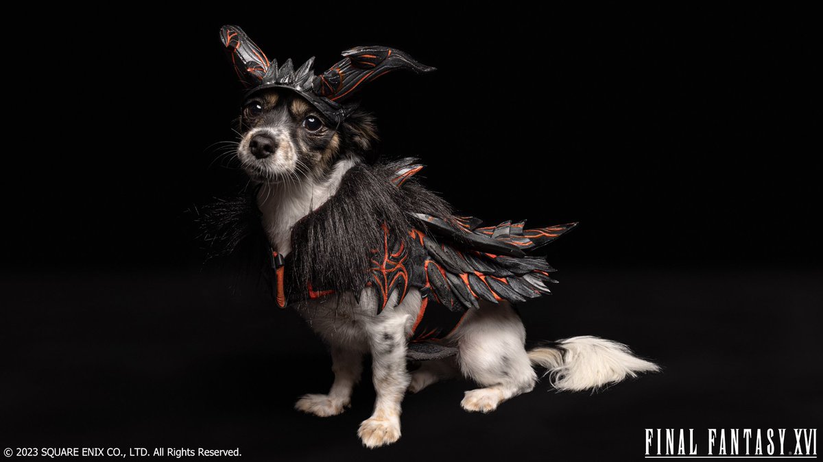 finalfantasyxvi's tweet photo. Introducing... Paws of Valisthea 🐶

In partnership with the @RSPCANSW, last week we invited fans in Sydney along to dress their dogs up as Final Fantasy XVI's Eikons! Aren't they adorable? #FF16 https://t.co/5QCNho8YWA