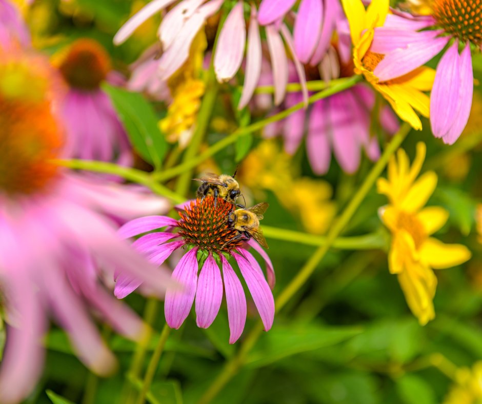 BeeMaidHoney's tweet image. This National Pollinators Week, let&apos;s commit to doing our part to protect pollinators and the habitats they depend on. Whether it&apos;s planting a pollinator-friendly garden or reducing pesticide use, every little bit helps. 🌻🐞