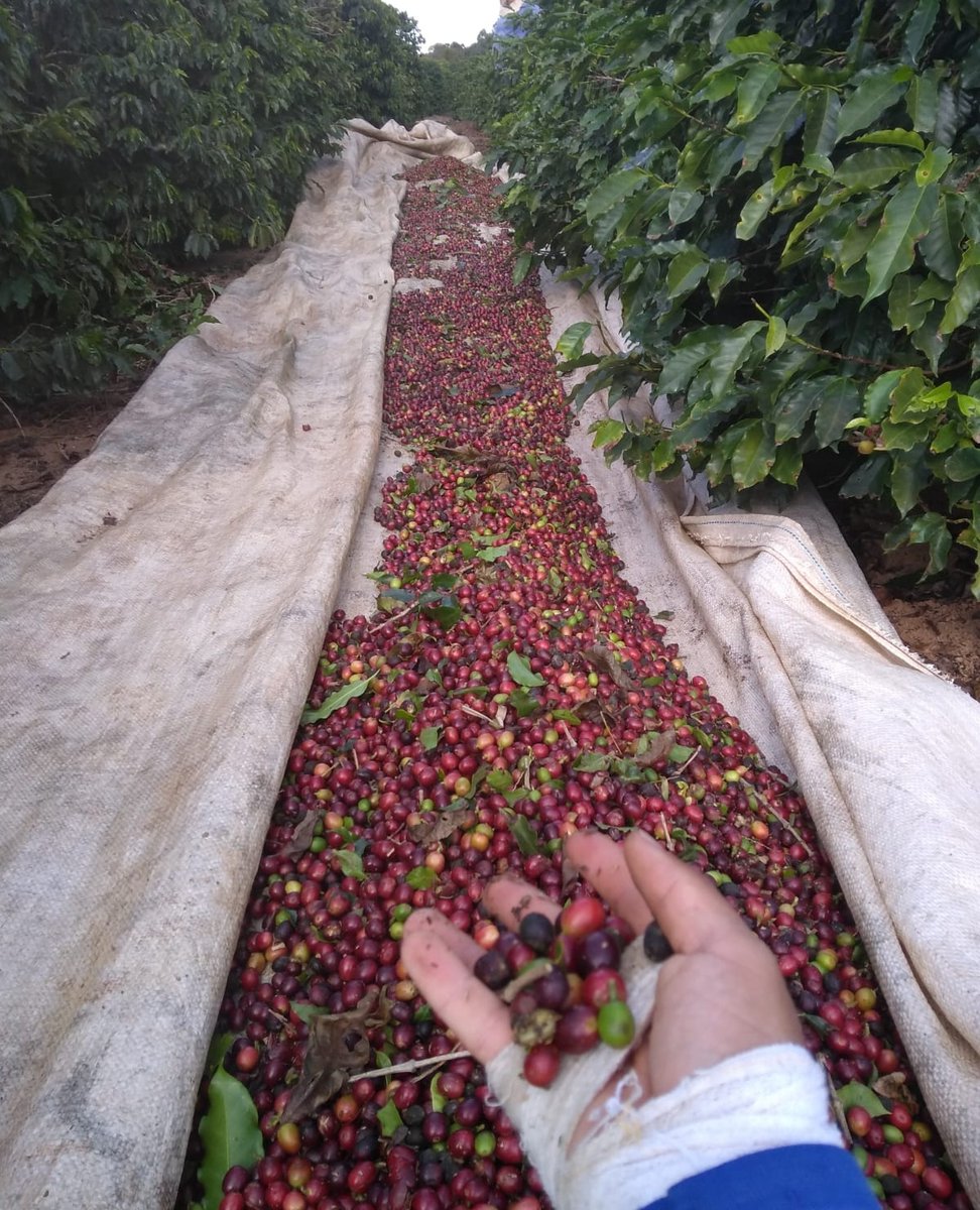 Harvest time at Sítio Monte Alegre in the Mantiqueira de Minas region of Brazil.⁠
⁠
We're excited to have Red Catuai Natural from Sítio Monte Alegre in-store now to CTI-NJ and the Annex! Hit the link to learn more.
bit.ly/3WbWbYQ