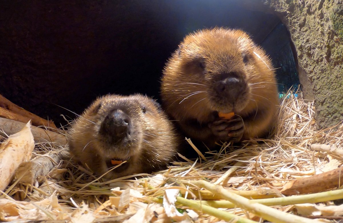 OregonZoo's tweet photo. It's fursday https://t.co/Rq1sigR5jp