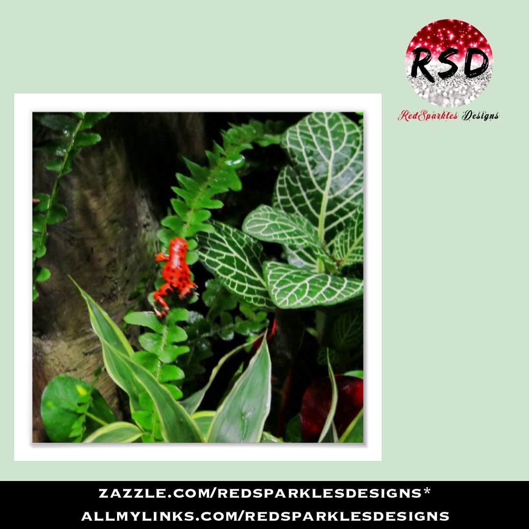 RED DART FROG POSTER zazzle.com/z/aa8wbg74?rf=… via @zazzle

#Zazzle #ZazzleMade #ZazzleShop #ShopZazzle #RSD #RedSparklesDesigns #WomanOwnedBusiness #ShopSmallBusiness #GiftIdeas #Photography #PhotoOfTheDay #PicOfTheDay #Frog #Frogs #Nature #Wildlife #HomeDecor #WallArt #Posters