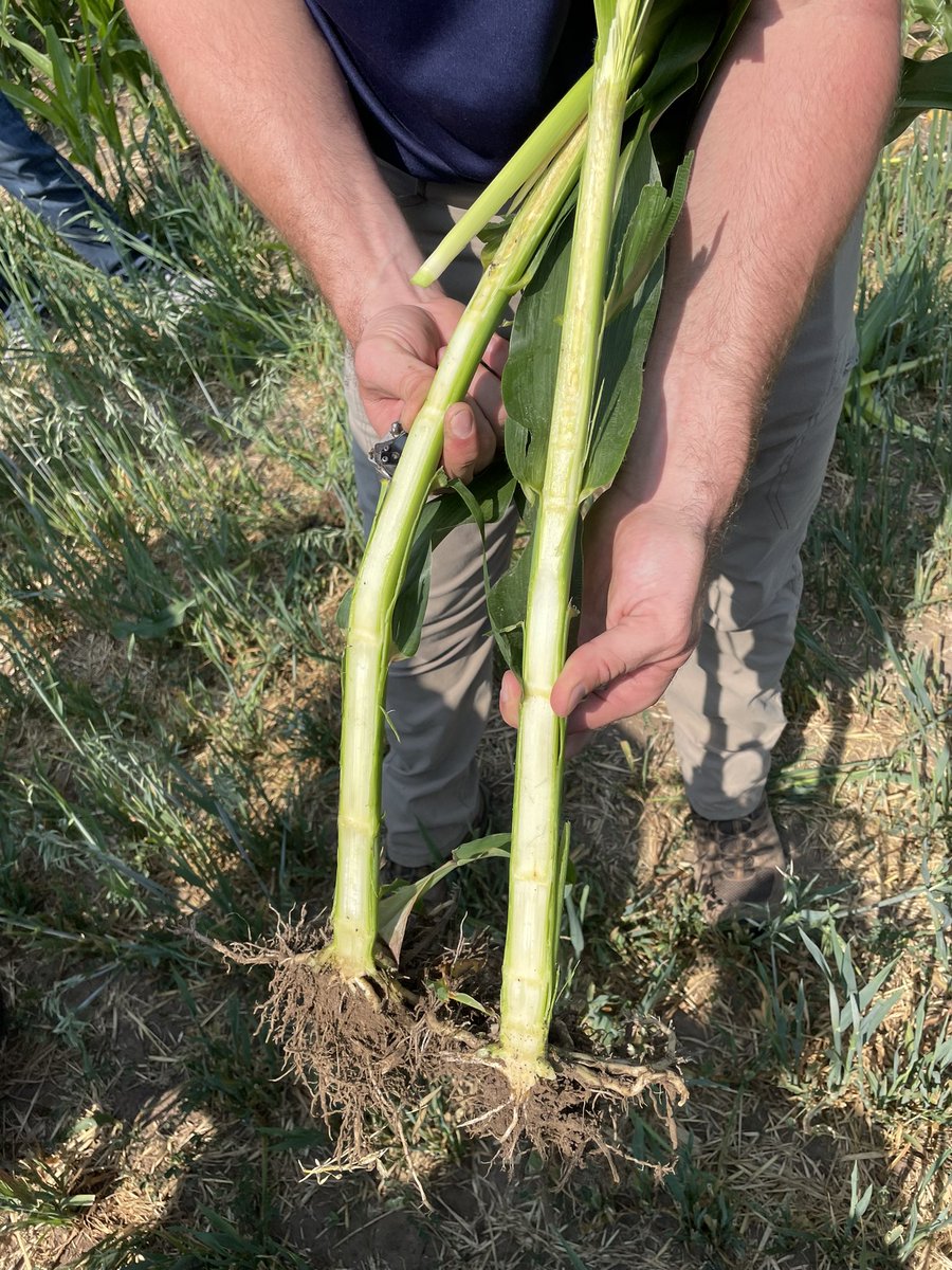 rvcinterns's tweet image. There is a slight difference between these two corn plants. Both plants are at V9, but the corn plant on the right is short corn and has been stacking its nodes since V7! 
(JB) 
#iowacorn #testplot #shortcorn #rvcinterns
