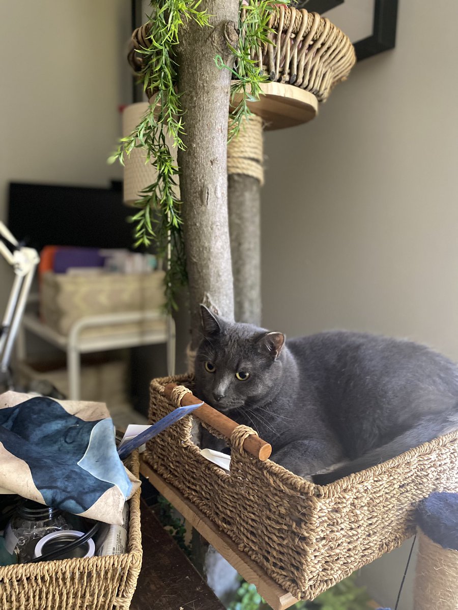 MarieveProf's tweet photo. @laStregaRiccia Les chats 🐈‍⬛ et 🐈 https://t.co/GfzBU470on