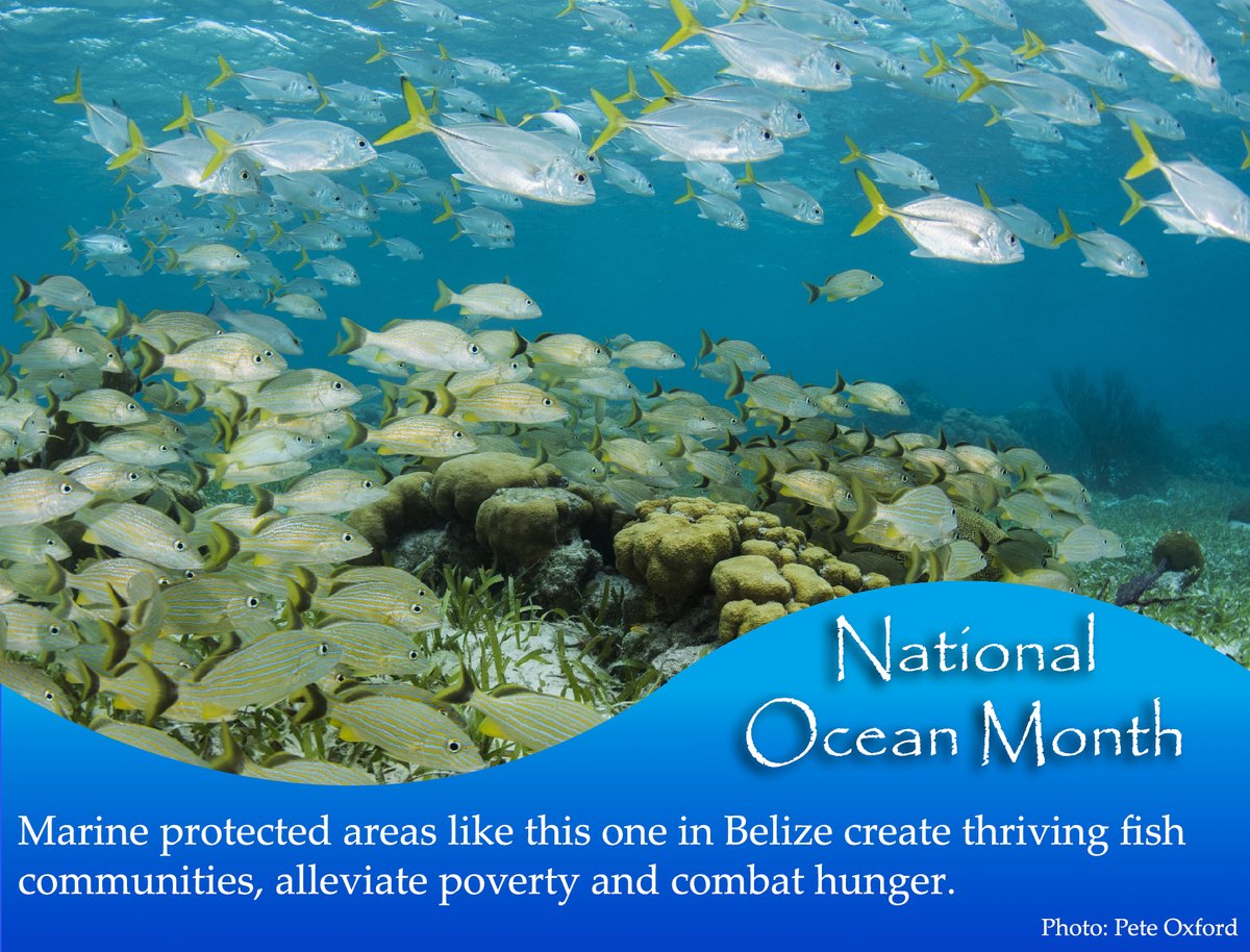 New discovery: Marine protected areas can combat poverty &amp; hunger on land, while safeguarding the ocean. In the Mesoamerican Reef, communities near the best-protected reserves enjoy a higher wealth index and greater food security: serc.si.edu/media/press-re… #OceanMonth