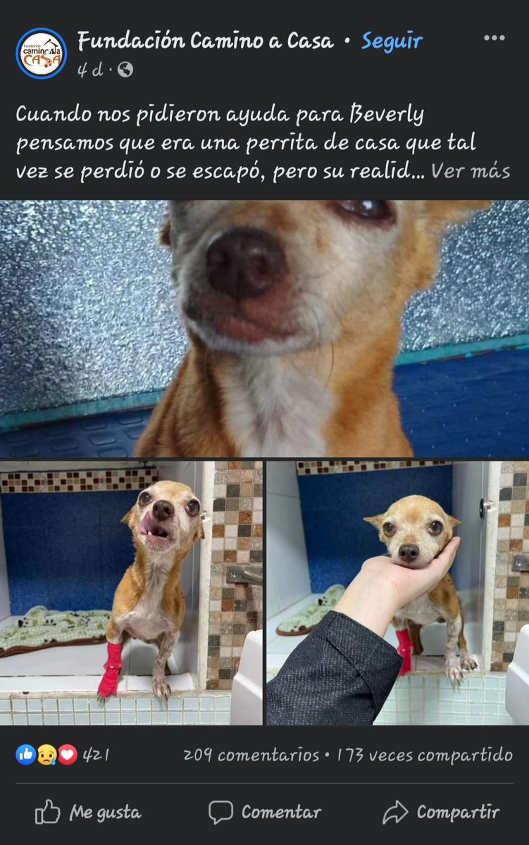LalinstDeacky's tweet photo. NUEVAMENTE recalco que la cuenta de FB de Vanessa es falsa.
La famosa perrita "Lunita" en realidad se llama Beverly, y esta en una fundación de adopción.
Por otro lado, la supuesta imagen de la ubicación de ella pertenece a un reportero mexicano. 
#VanessaNEvil #VanessaN https://t.co/8dSEAUcGzv