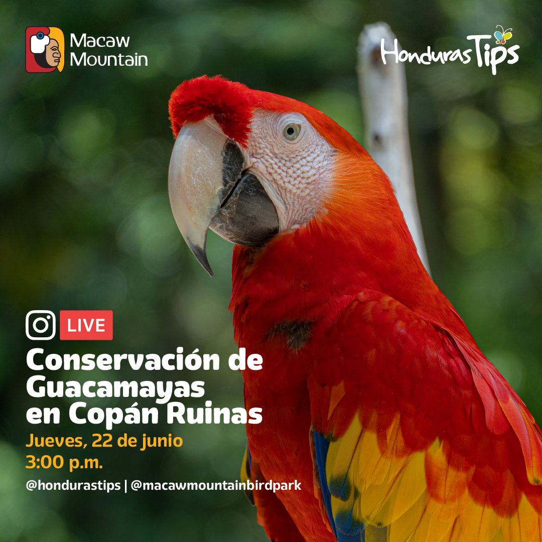 📌 HOY: Live desde #MacawMountain 🦜 Activa las notificaciones para que no te pierdas este encuentro entre <a href="/hondurastips/">hondurastips</a> y <a href="/MacawMountain/">Macaw Mountain</a>  ⏰ ¿Estás listo para ver a las guacamayas? 😍