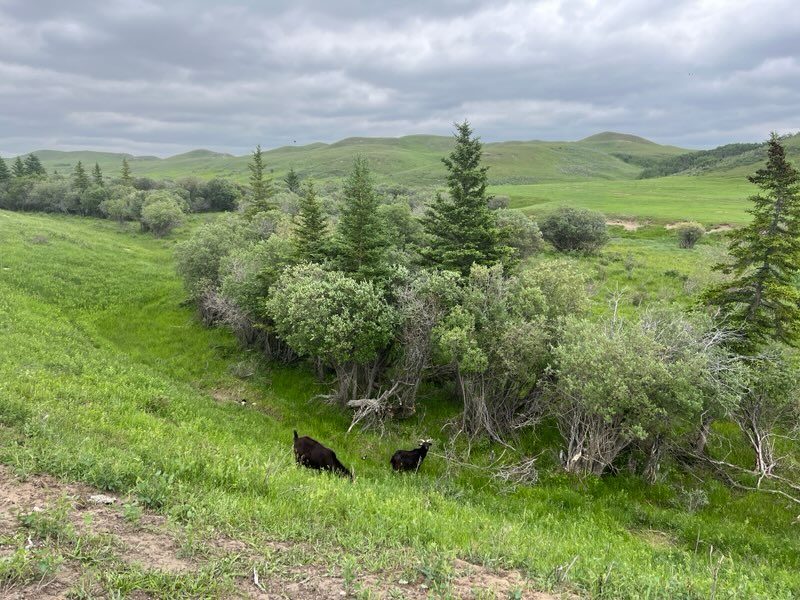Our office for the last two weeks. The goats are busy doing conservation grazing to control Leafy Spurge. You can visit this incredible landscape and learn about prairie conservation in action when we explore the area on our July 8 tour. Details at npss.sk.ca