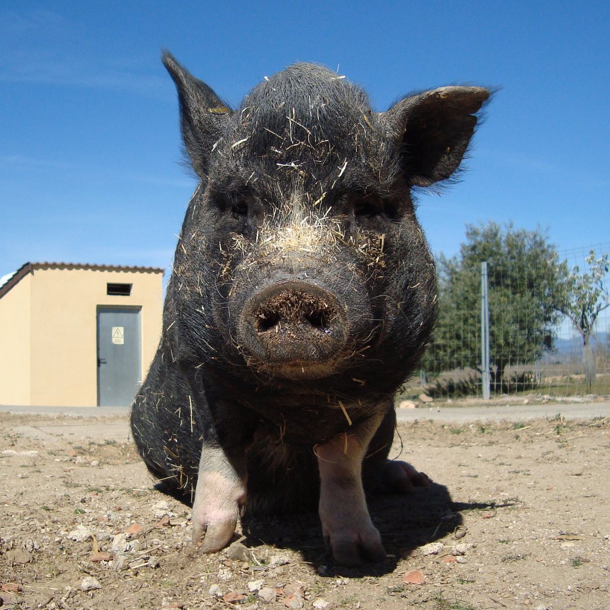 FaunaenCasa's tweet photo. Ella es Mahavira 🐷 cerda #Berkshire de 14 años y mamá de tres #cerditas. Es tímida, pero si la hablas suave y tienes un trocito de verdura/fruta podrás conseguir acariciarla. Le encanta el sol y la charca.
#Adóptala en @asociacion_anaa más información en https://t.co/5OFkyHDlDI https://t.co/0cGeSy1NW9