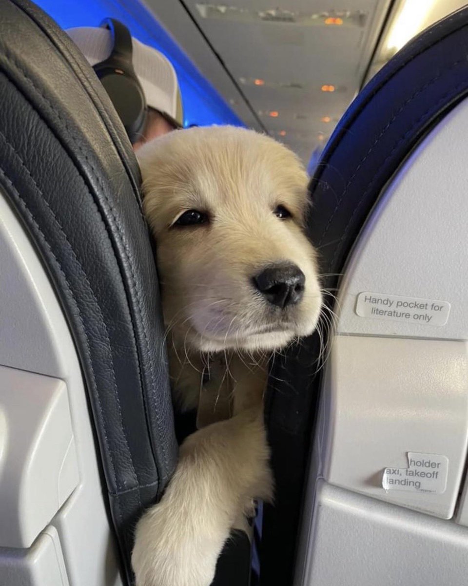 This pup just asked if they could have your in-flight cookies. 12/10 give them the cookies