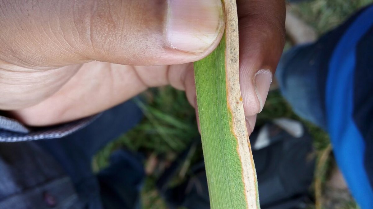 Bacterial leaf blight of paddy is one of the deadly disease of Paddy . Xanthomonas oryzae pv oryzae is Gram -ve,non spore forming & devoid of capsule, .
Yellowish bacterial ooze coming out of the cut ends.  #plantdisease #bacteria . @alabamaED @NCSU_DEPP @BS_PP @irri