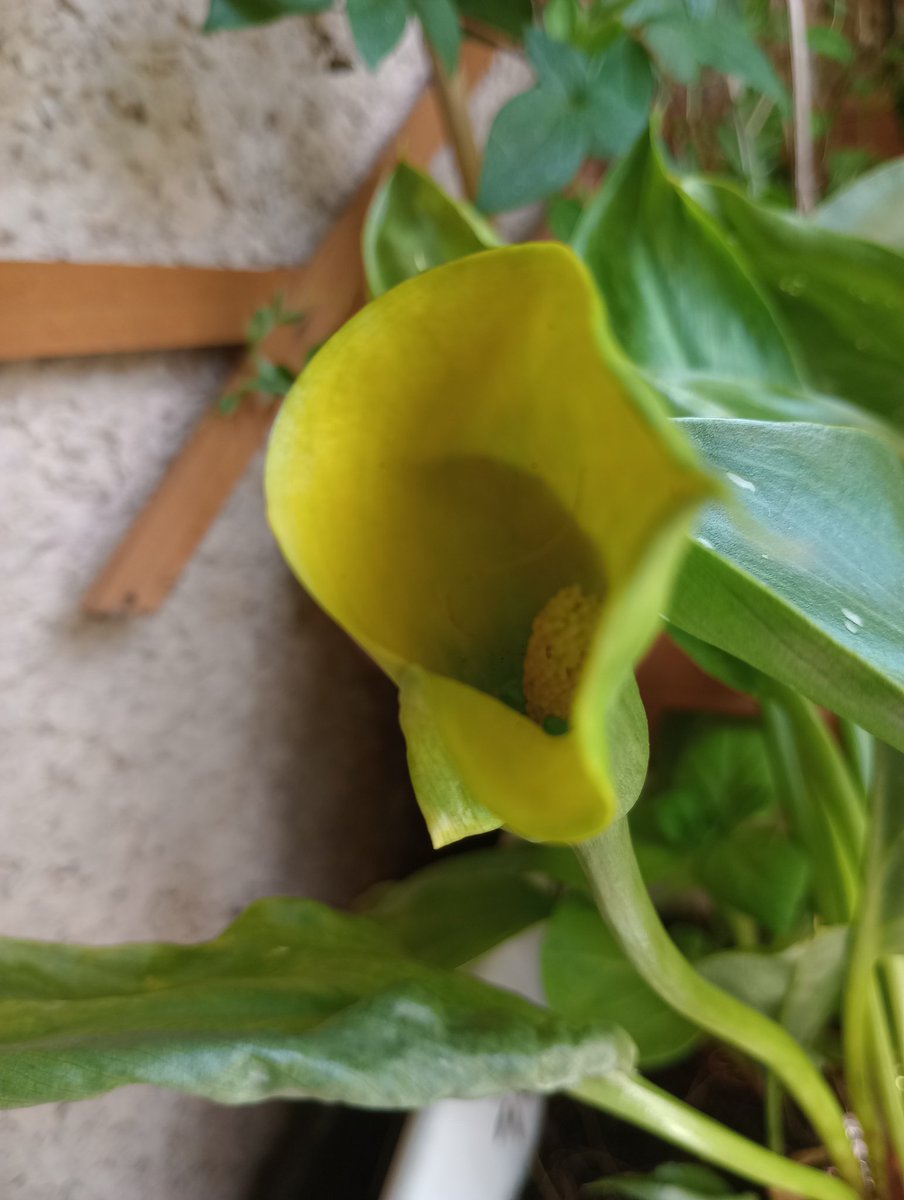 yooavinna's tweet photo. @peter_gaitho Have no idea what they are - she has other kinds of lily's (not these) but these just appeared in a random pot a few months ago 🤷🏻‍♀️ https://t.co/tKXGx698Ec