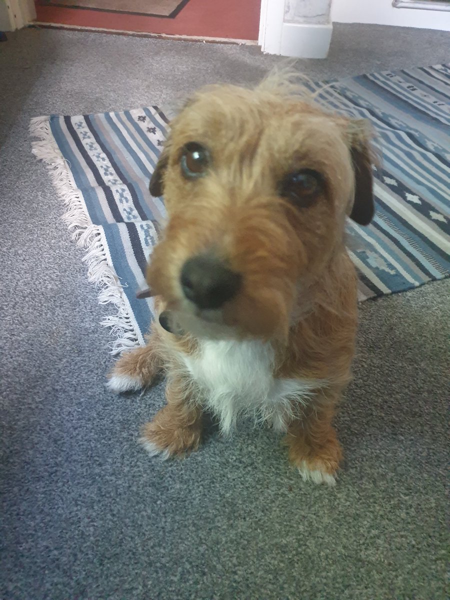 It's my birthday today!! I'm 4
#dogsoftwitter