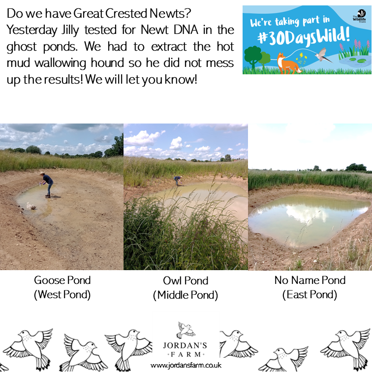 The #ghostponds where dug for the endangered #greatcrestednewt.  Dug in March '22 they had no water last year. Now its disapearing again. 

Jilly from @FWAGeast  came to take #watersamples to test for #newt #DNA.  #fingerscrossed there are newts in the mud!
#30dayswild