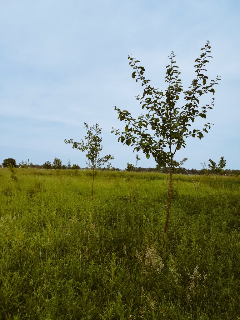 Es wird Zeit zum #mähen.

Dieser Sommer hat bisher eine ganz gute Menge Wasser gebracht. So wächst alles schön, aber auch ganz schön schnell.

#Sommer #regen #streuobstwiese #streuobst #wiese #obstgarten #obstbaum #obstbäume