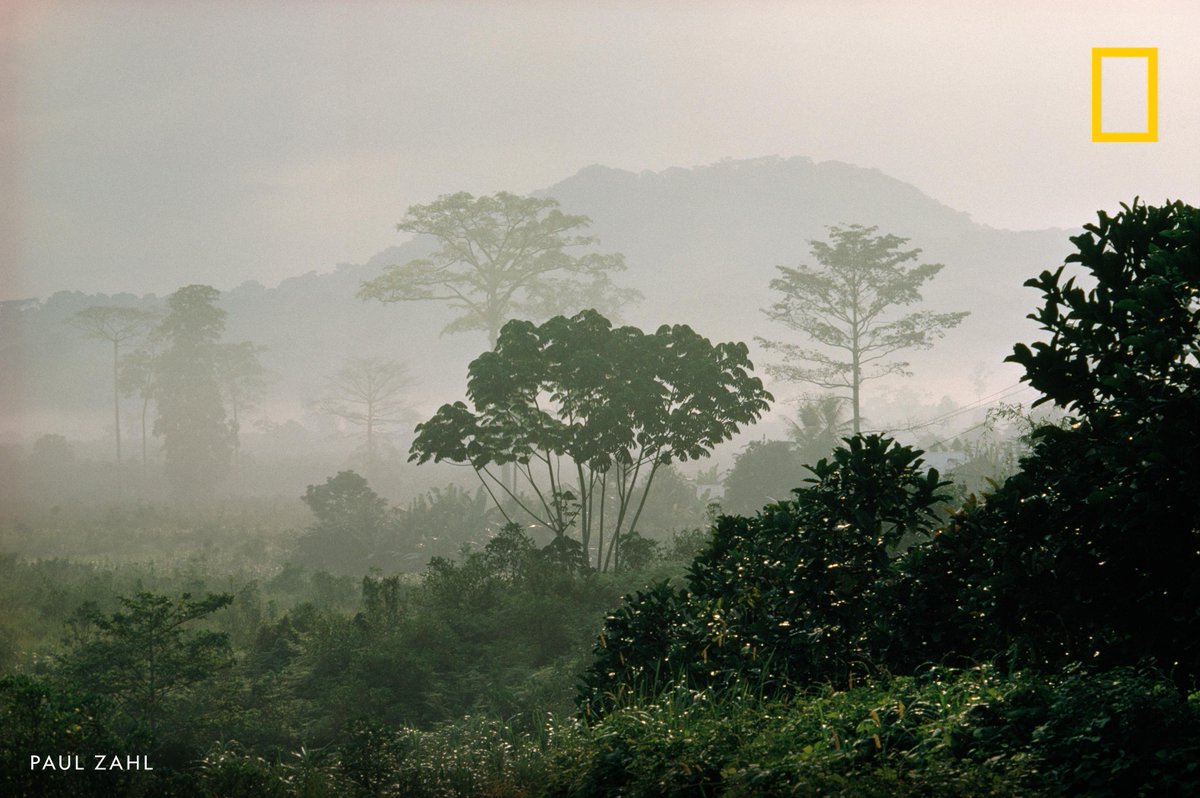 NatGeo's tweet photo. Happy World Rainforest Day! In this image from our archives, fog shrouds the dense equatorial rain forest in Rio Muni, Equatorial Guinea https://t.co/RVALfvRxcM