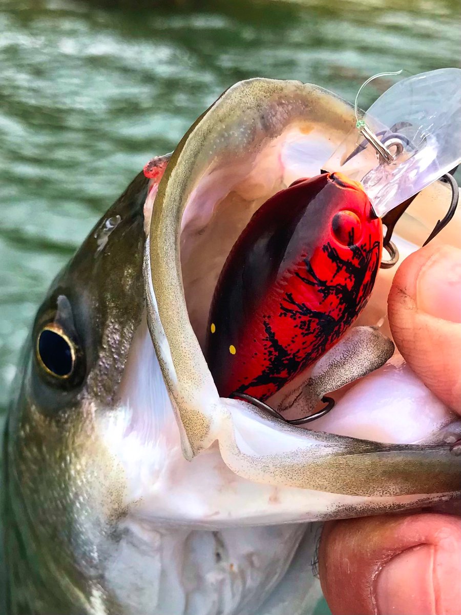 LuckyCraftUSA1's tweet photo. “Sometimes in fishing things don’t go as planned. The LC 0.7 DR crankbait in the TO Craw pattern was smashing the Smallmouth when a nice Striped Bass joined the party!”-661 Fishing - Castaic Lake Fish Reports #LCCrank #TOCraw #LuckyCraft https://t.co/4u6yTLA3mc