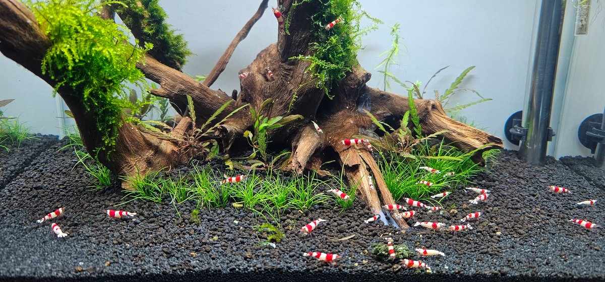 CD_Musgrave's tweet photo. The #GreenIsland #Aquascape #RedCrystal #Shrimps 🌱🦐 https://t.co/Z9K7AmeVY3