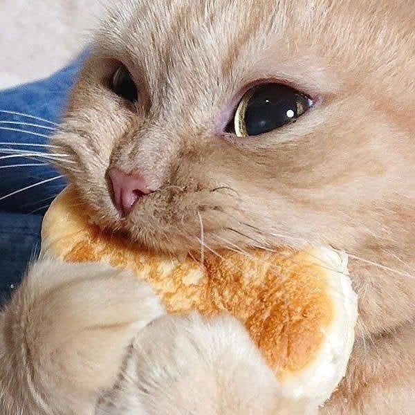 🐱🍔