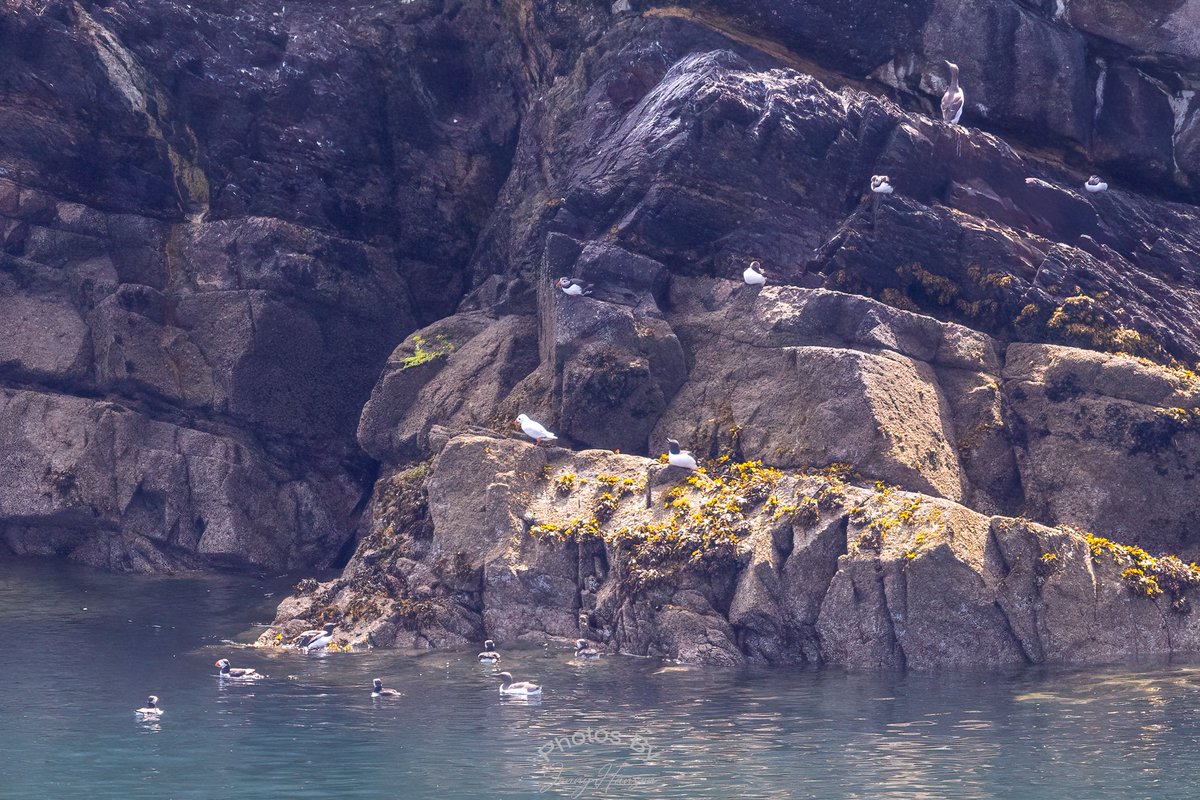 2 wonderful days visiting Skomer. Lucky to see this little odd one out puffin. A leucistic Puffin! It was quite a way off. Plus a photobomber puffin :)
thanks @insocrates @skomer_island #leucisticpuffin #puffin #leucistic @WTSWW #skomer #rspb #WildIsles