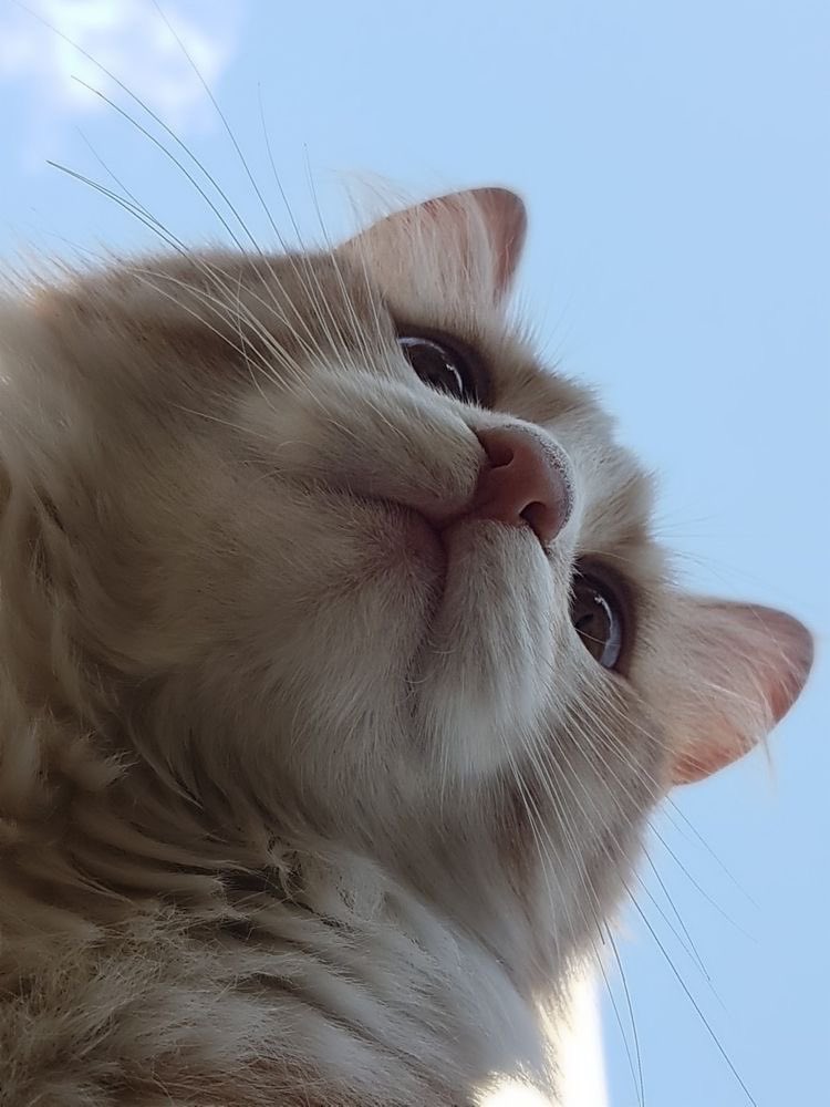 Why you should have a cat tweet media