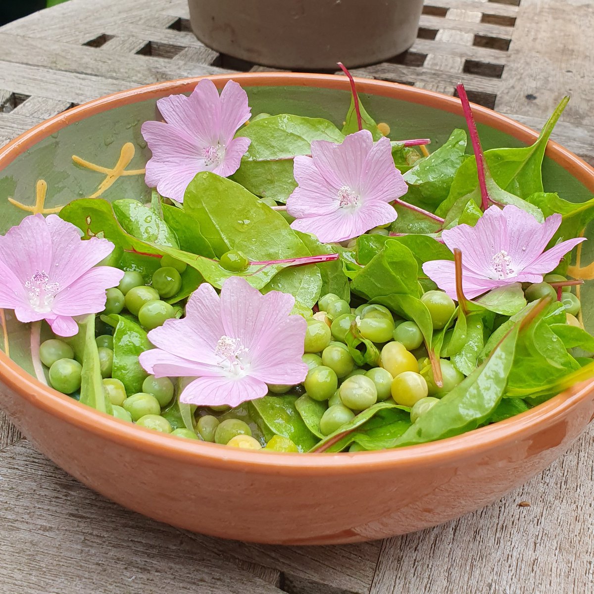 Cruella101DeVil's tweet photo. En vandaag alweer een lekkere salade bij de maaltijd. Snijbiet, doperwtjes en de bloemen van Kaasjeskruid uit eigen tuin! En een frisse dressing van framboosazijn, olie en een beetje honing 🍯
#Vers #UitEigenTuin #EetSmakelijk https://t.co/cFLYJ9y18O