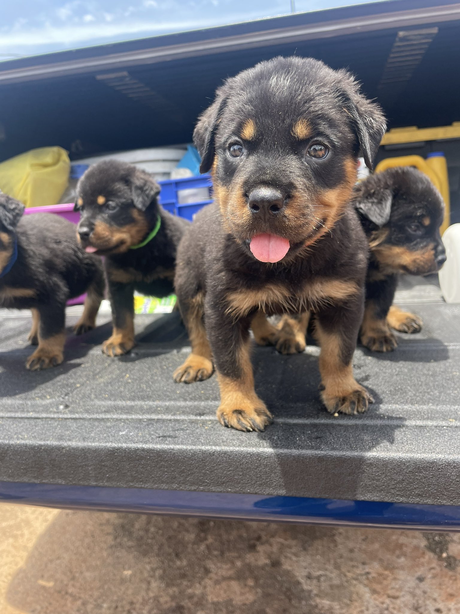 Gavin Hall on X Rottweiler puppies for sale Pups are 6 weeks old with first vaccine by me. Parents are Jamaica Kennel Club registered. Dad is from imported Serbian line. 150k each
