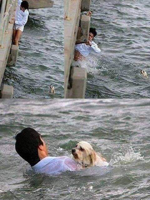 Este hombre se dirigía a su trabajo, cuando desde el puente vio a un perrito ahogándose, no lo dudó y salto a rescatarle. Para él, la vida de un animal es más importante que unas horas de trabajo.
Bien por este Señor.! 👏👏🐾💞