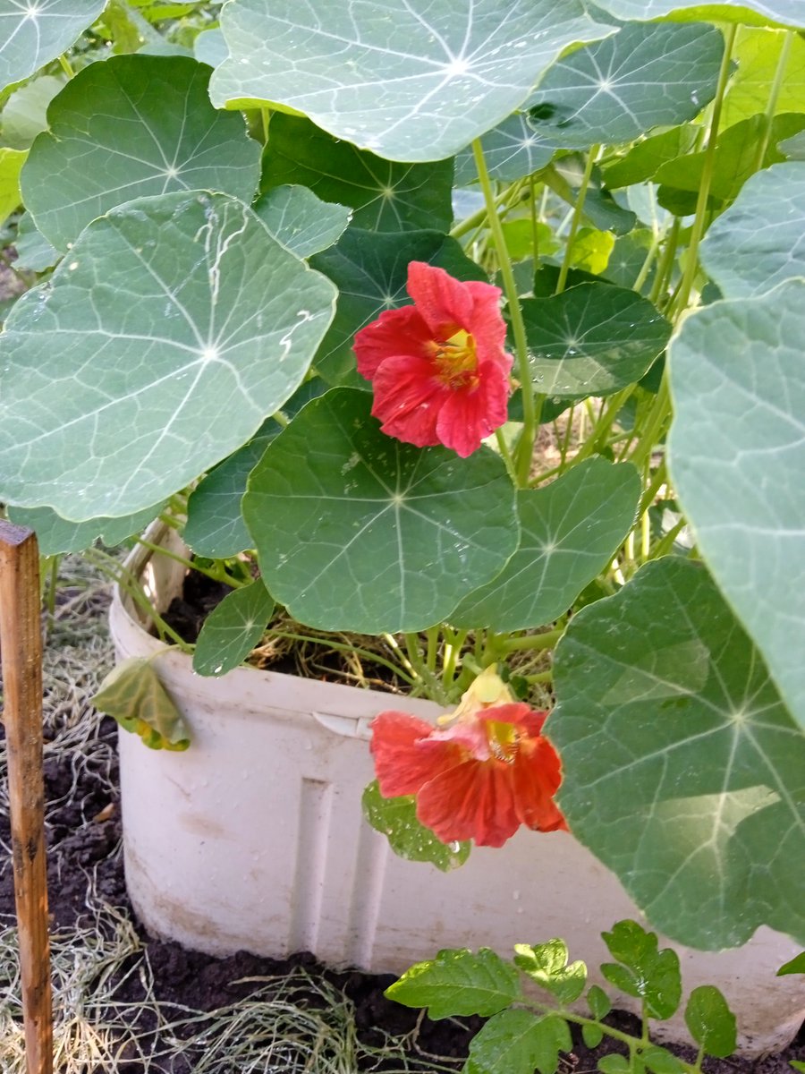 Расцвела настурция.