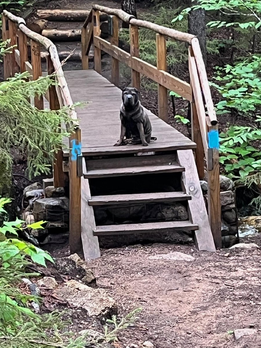 I'm taking a minute to cut through all Twitter's political noise with this cute picture of Lava. We were out hiking and she went way up ahead and I came around the corner, and she's just patiently waiting for me on this bridge.  I'm so lucky to have such a great dog.  #sharpei