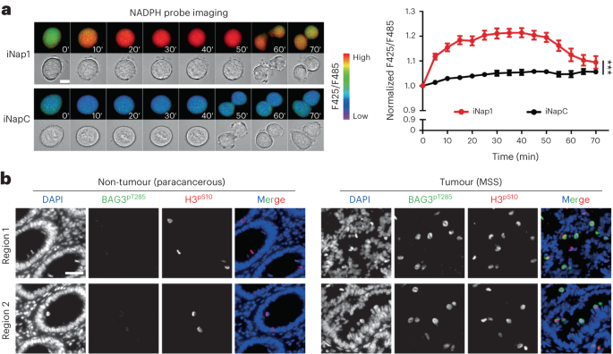 Online now! NADPH increase in mitosis in aneuploid tumour cells protects against genomic aberrations dlvr.it/Sr4hS0