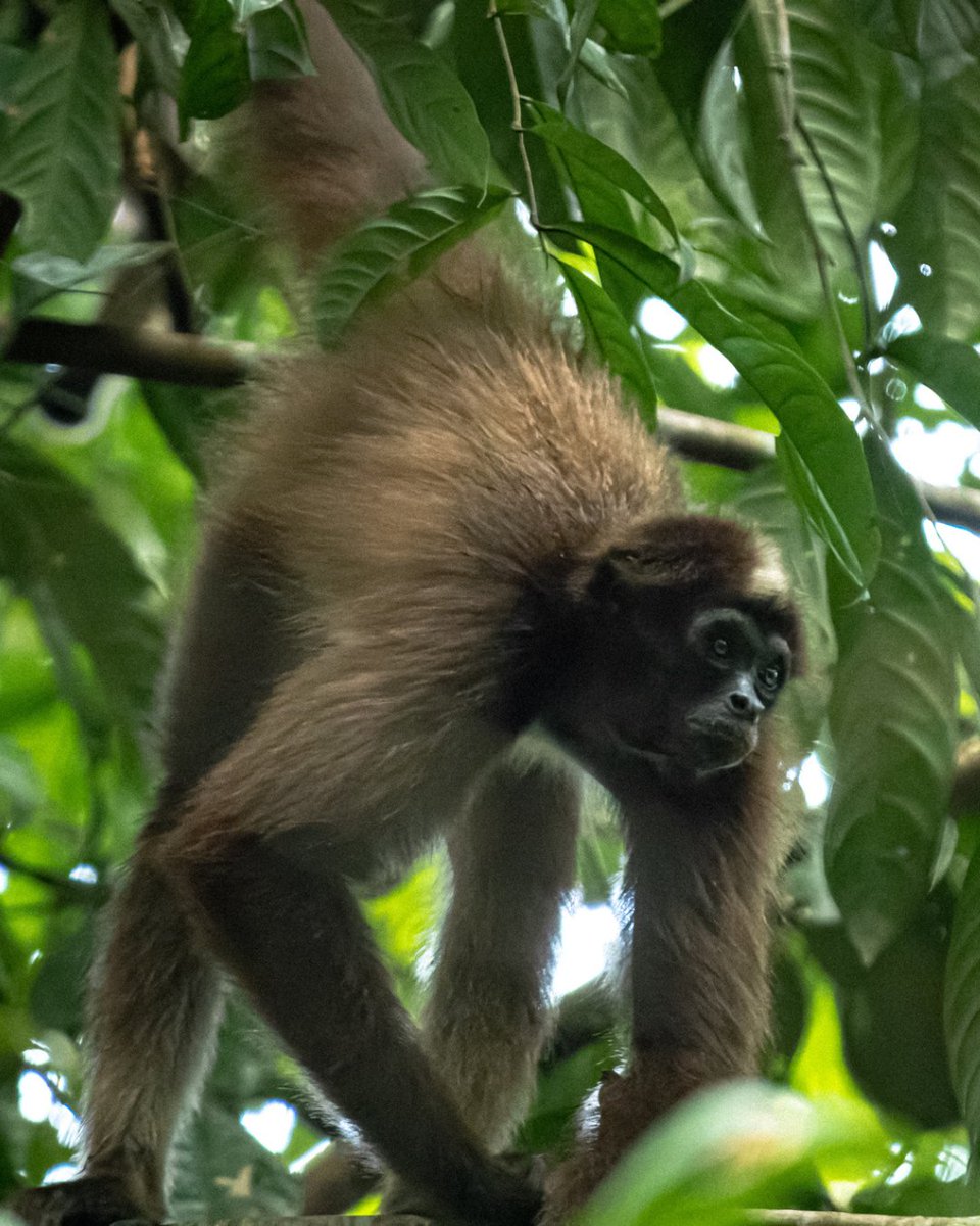inst_humboldt's tweet photo. Nuestro progreso para conservar la biodiversidad en 🇨🇴 se basa en: 
1. Identificar especies detonantes
2. Mejorar la gestión de la #biodiversidad
3. Revisar y tener #ConservaciónResponsable de especies 
4. Colaboración con expertos en talleres #KBAPorColombia🌺🦍 https://t.co/10cFxPxnOV