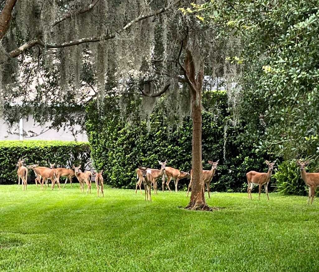 Unannounced Family Reunion or Polite Trespassers? 

Either way, our lawn has turned into a Deer Meetup Spot! 
#FloridaWildlife #UnexpectedGuests #DeerInYard