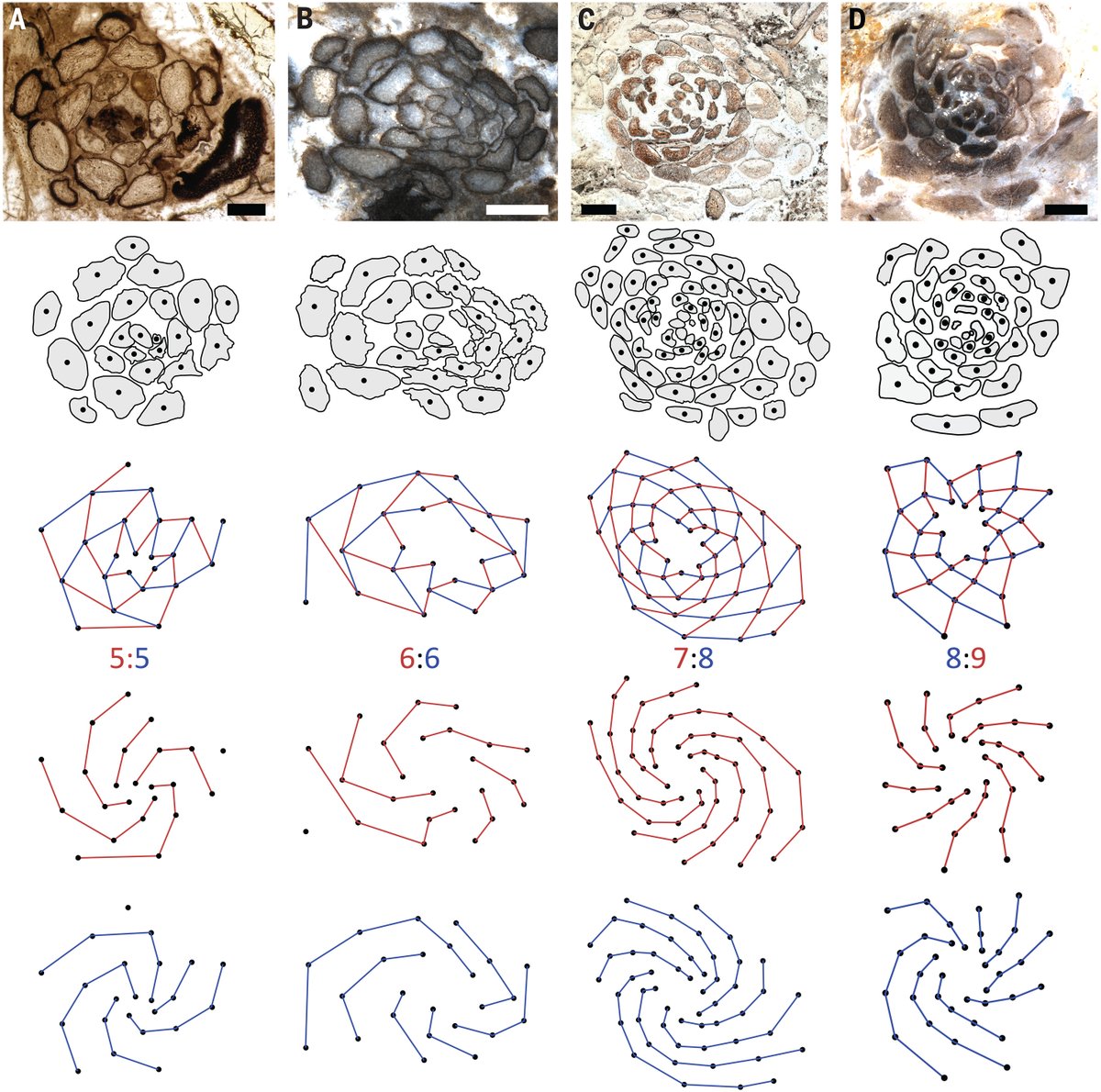 Leaf patterning in some of the earliest leafy plants differs from patterning in most living species, according to a new Science study. 

The findings could shed light on the evolution of leaf patterning as well as the origin of leaves themselves. scim.ag/35W