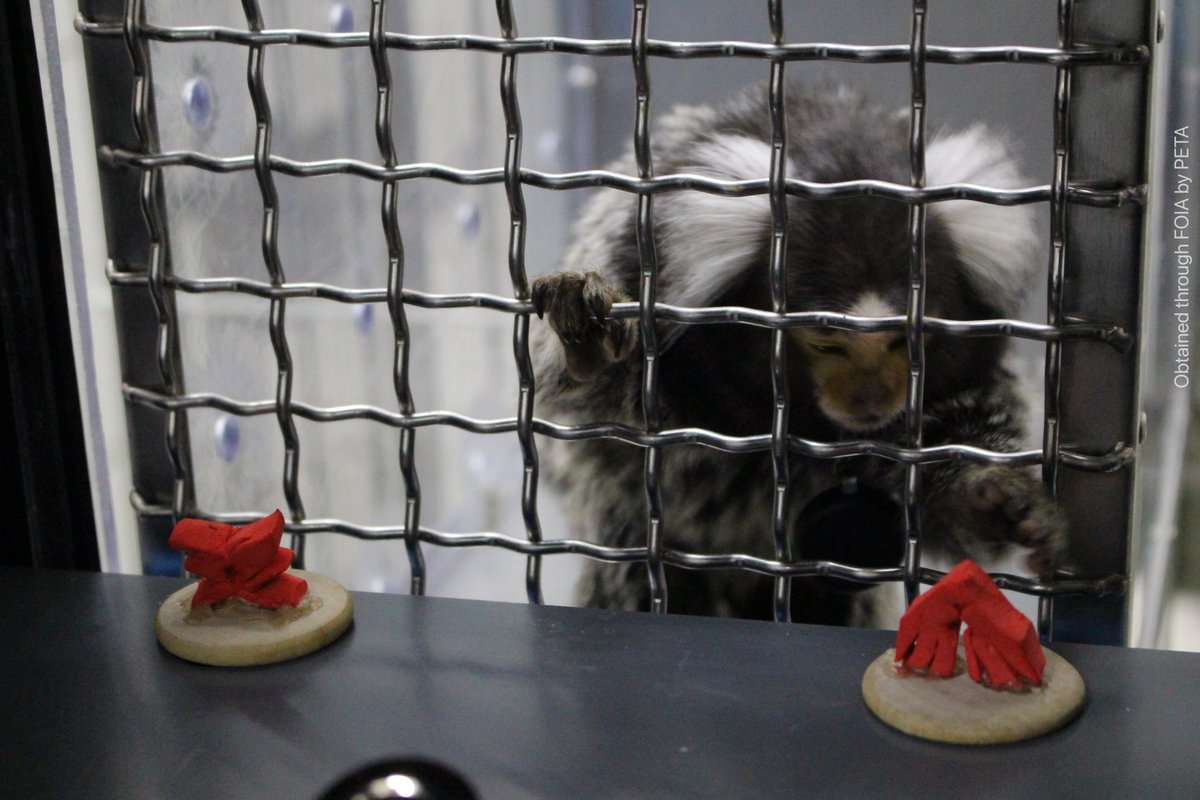peta's tweet photo. Sheβs all alone, trapped in a metal cage at @UMass.
First, sheβll be tortured in invasive procedures.
And then her life will be ended π https://t.co/N5LK5zAt9q