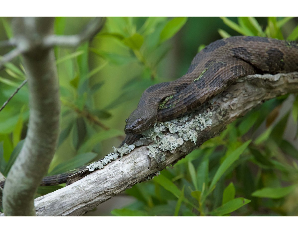 Brown Water Snake
(Nerodia taxispilota)
Merchants Millpond, North Carolina

A month ago I took the d850 Camera rental to Merchants Millpond to photograph wildlife. I fell in love with the capabilities and love the detail I can achieve with it when compared to my Nikond3000.