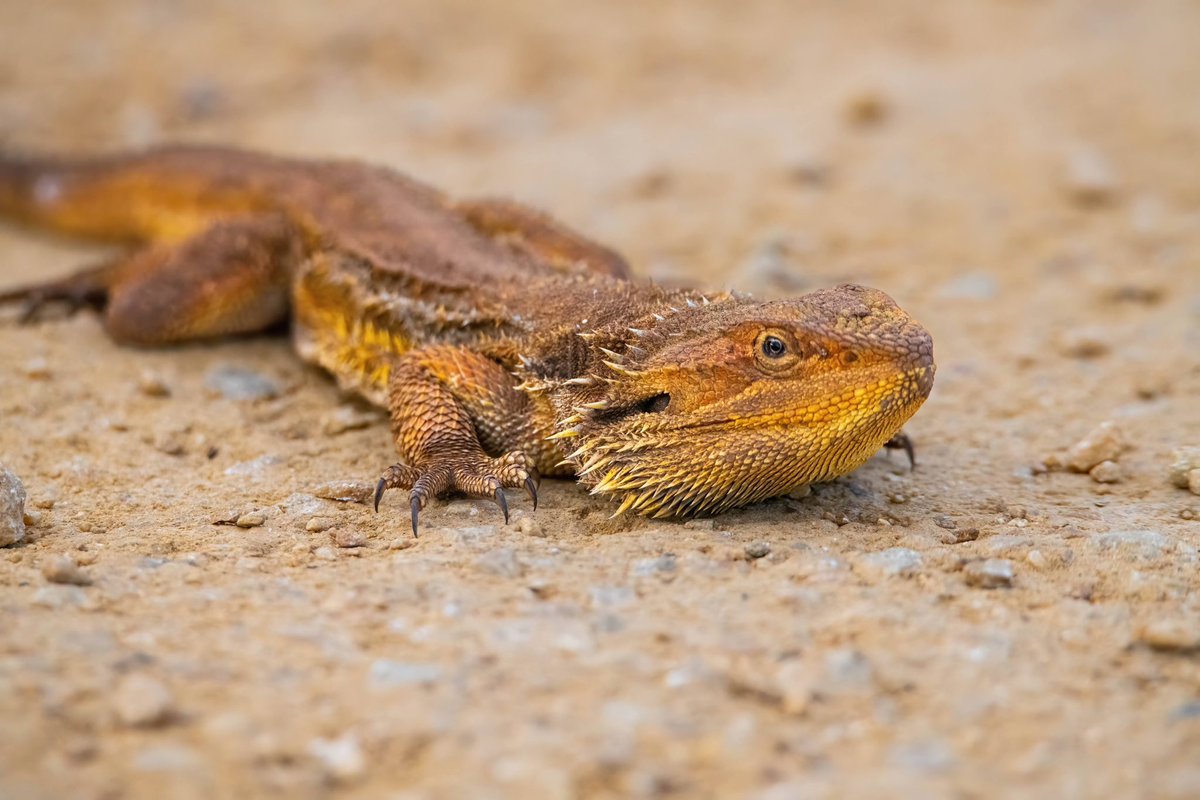 atzimm's tweet photo. @sykesjeff Bearded dragon 🇦🇺 https://t.co/RnUSVt7Ksc