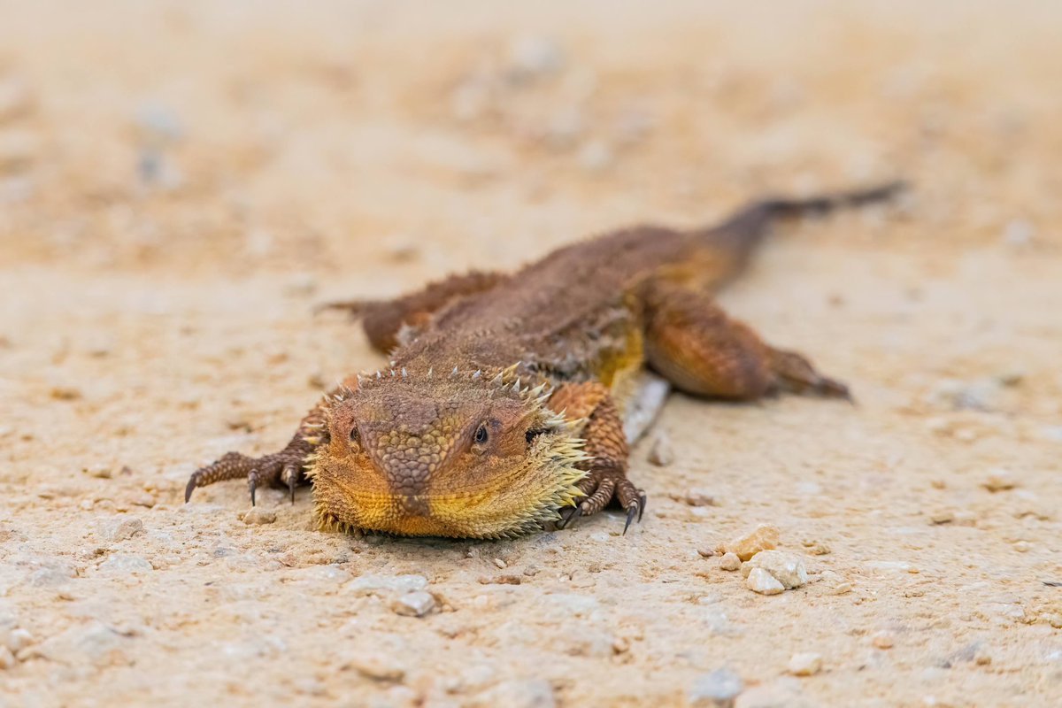 atzimm's tweet photo. @sykesjeff Bearded dragon 🇦🇺 https://t.co/RnUSVt7Ksc