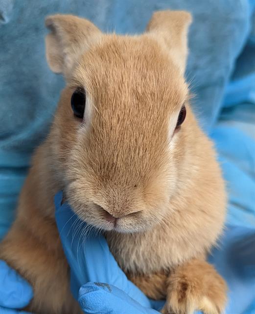 MELON is a baby bunny rabbit from #LasVegas, NV. petfinder.com/petdetail/6500…