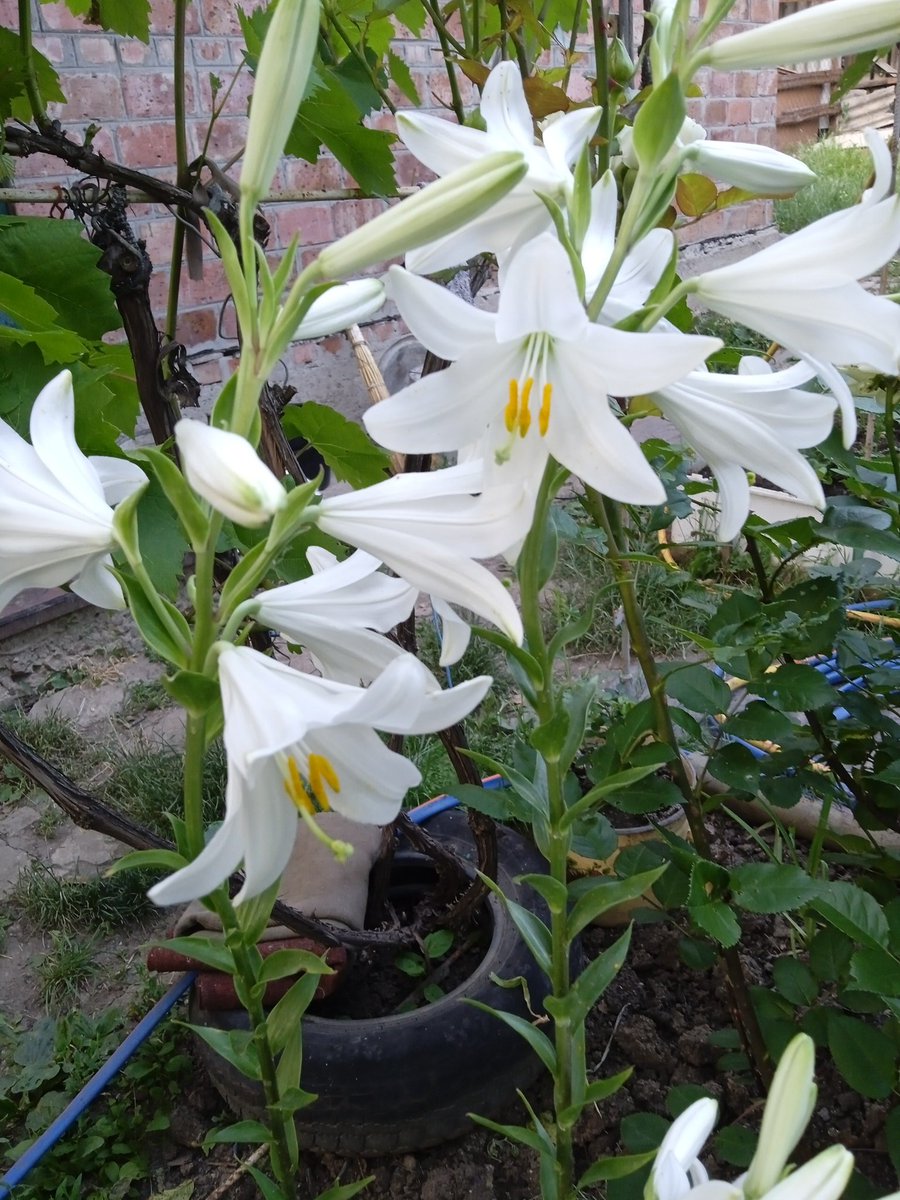 Красивый цветок. Но запах...