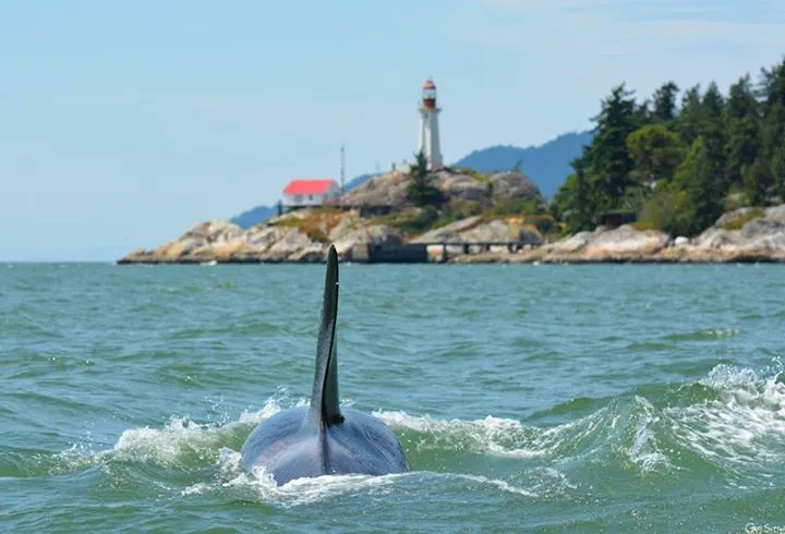 Transient's in Vancouver Harbour! Read the full story here: buff.ly/2lk7wXz
Photo by Gary
#WhaleTales #2015 #OrcaActionMonth