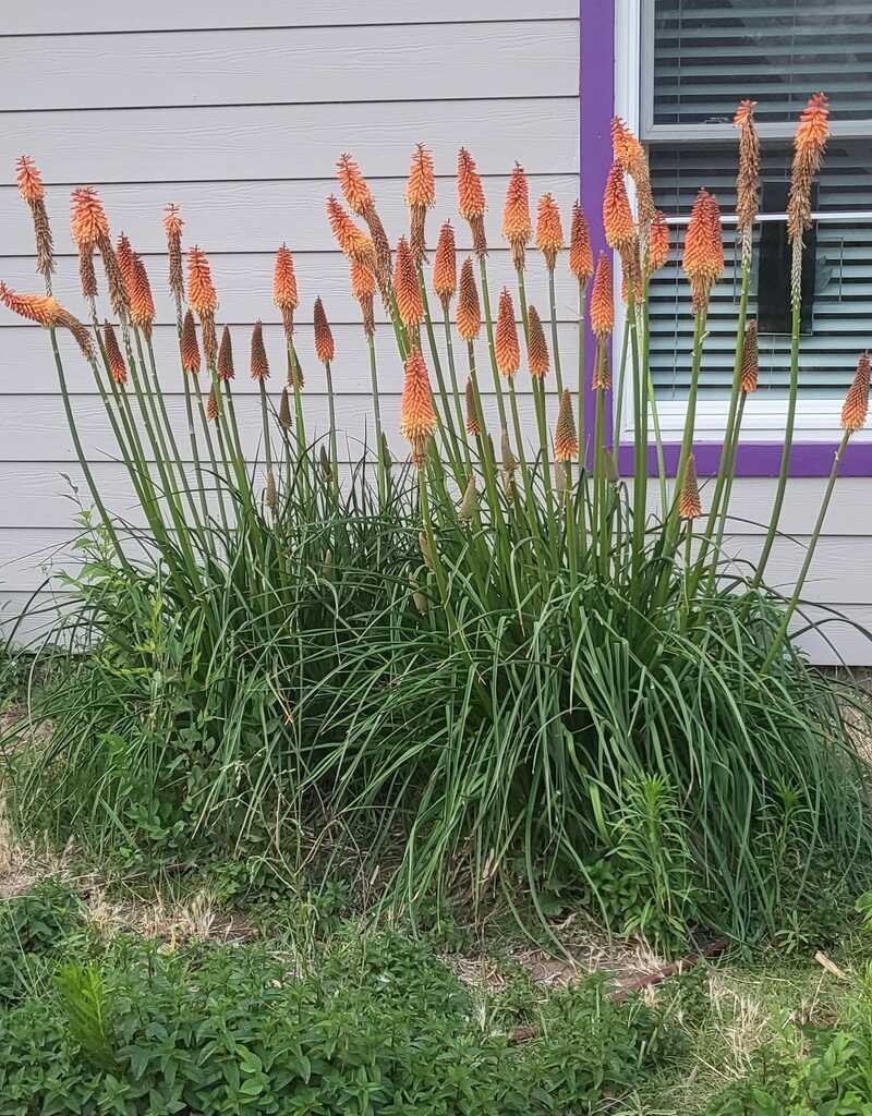 Red Hot pokers
#flowers in New Mexico