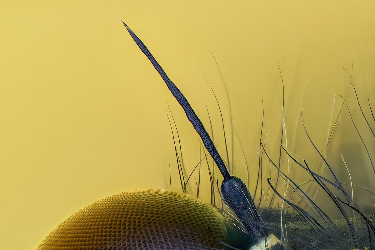 sagaOptics's tweet photo. Large red damselfly, Pyrrhosoma nymphula. https://t.co/ZZeHkXQ43T