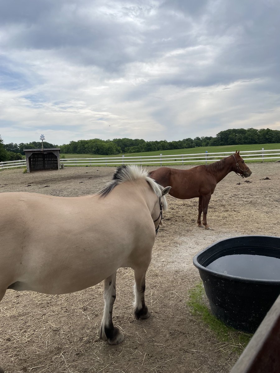 LusiAndAlbert's tweet photo. Today I met some beautiful people and equines at TEAD. Check out the funky mane on the Fjord. There were so many lovely horses on site. What a magical place. #healing #horses #volunteersgalore #MagicalAlbert https://t.co/TuVgIddt9Q