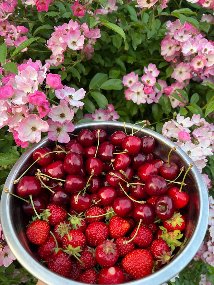 Summer in one photo! Strawberries, cherries & roses #Rosaceae from our backyard #UpStateNY