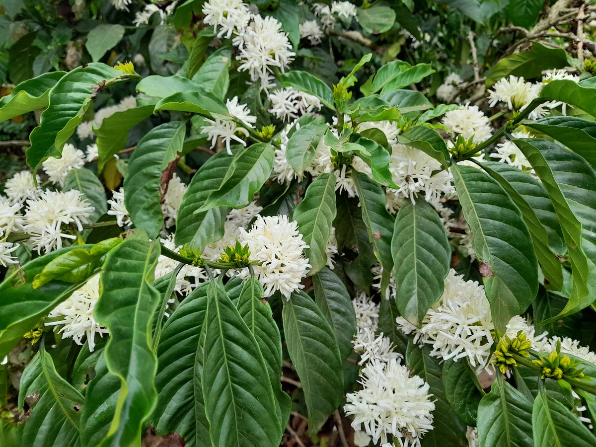 Mugisha Rodgers tweet media