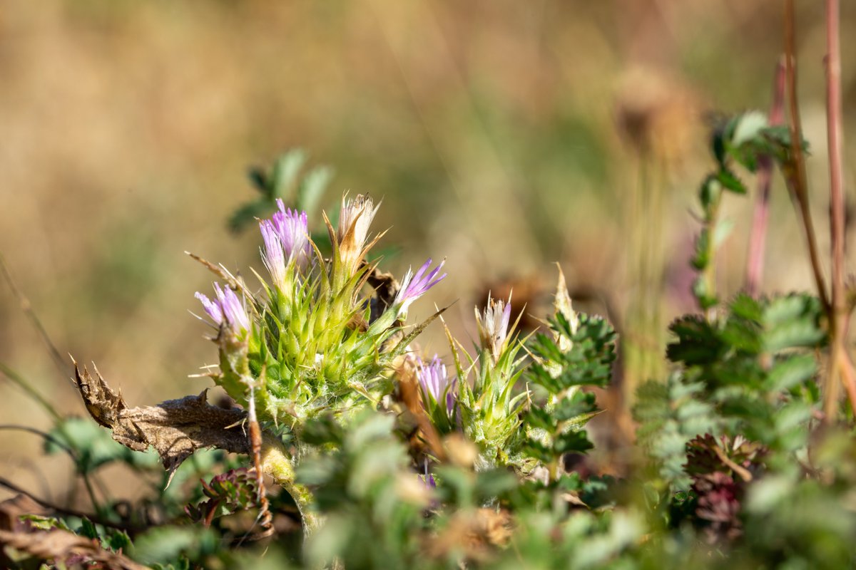 White Stonecrop looking good along the coastline at Berry Head. Sulpher Pearl a day flying moth, were everywhere feeding on various umbellifers. ID help on 4 please, very small? Good to meet ⁦<a href="/billcoulson3/">Bill Coulson</a>⁩ at Berry and his help with High Brown Fritillary at Aish Tor.