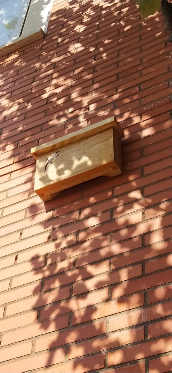 iesamoreno's tweet photo. ¡Hemos quedado en un merecidísimo segundo puesto en el concurso #generacioneco de @ecovidrio de entre 243 centros educativos!
Ya tenemos el premio, un kit de biodiversidad XXL: hotel de insectos, nido de salamanquesas, de murciélagos, y nido de aves con webcam https://t.co/uxiLG3uMFS